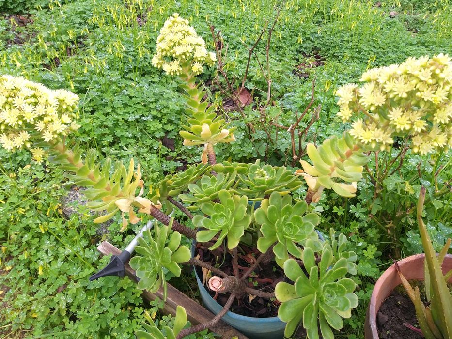 Suculenta Aeonium Canariense