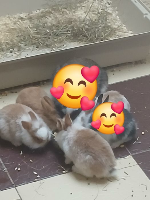kroliczki miniaturki