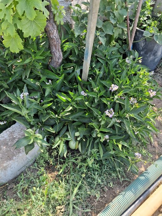 Macieira,  ameixoeira  ,figueira   pingo de mel  pêra melão .