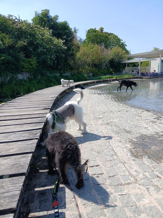 Pet Sitter e Dog Walker