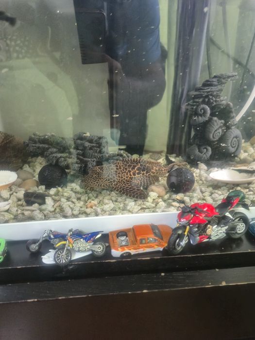 Vendo aquário com vários peixes