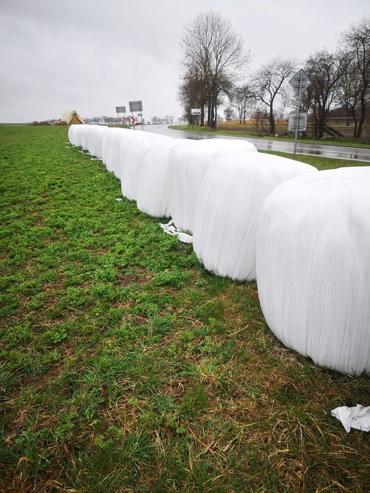 Siano Kiszonka bardzo dobrej jakość treściwa pasza