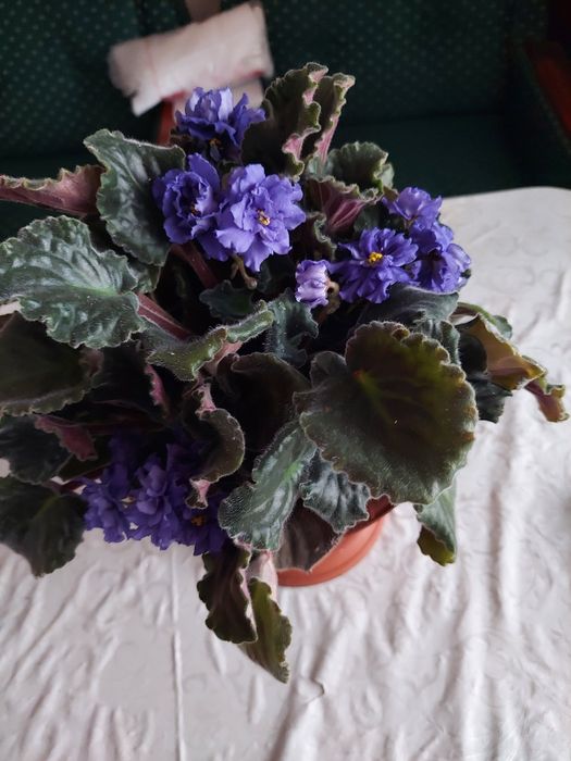 Фіалка синенька кучерява