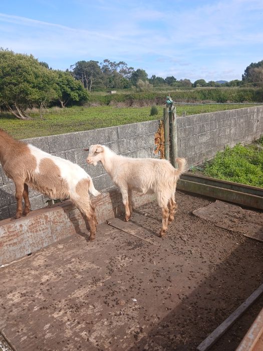 Cabrito para venda