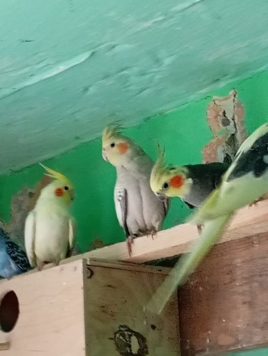 Sprzedam samca lub zamienię na samiczke