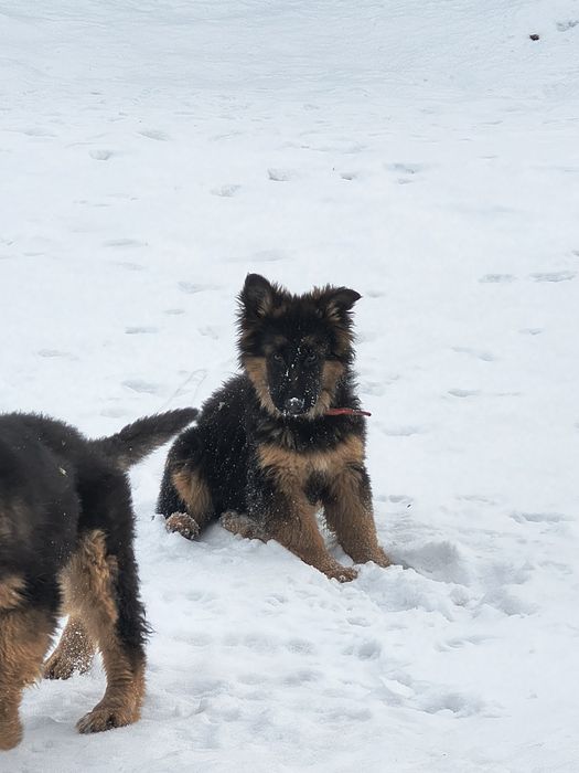 Owczarki niemieckie długo włosy