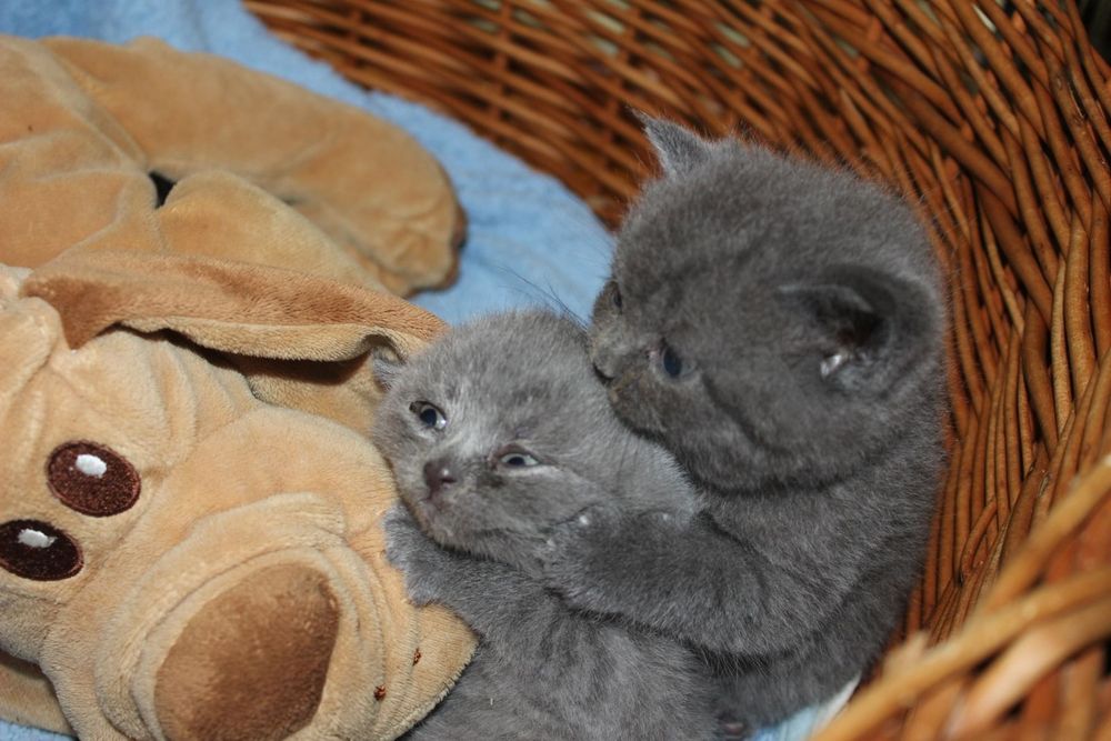 Британські малята хлопчик і дівчинка