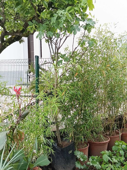 Figueira pingo de mel grande 2,20mt