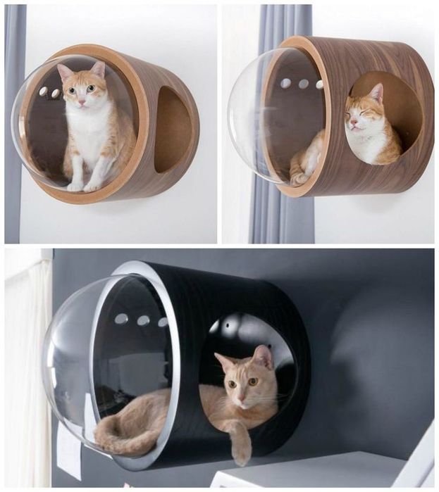 Refúgio Gato Janela (Eficaz para Socialização com cães)