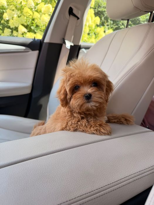 Wesoła sunia maltipoo