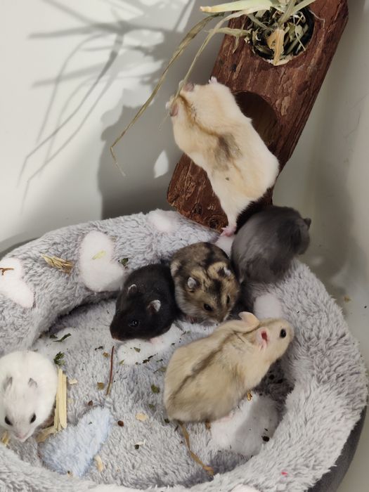 Chomiki dżungalskie młode sklep zoo ul Julianowska 7 b Łódź