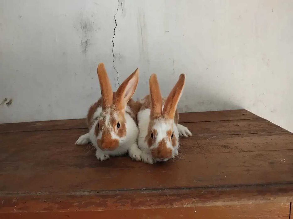 Кролики, живі і тушки