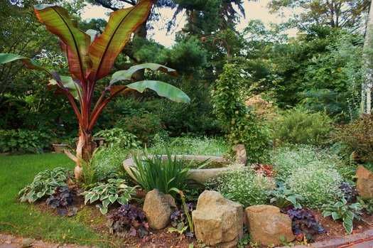 Banan abisyński ensete ventricosum Maurelii, duże okazy!