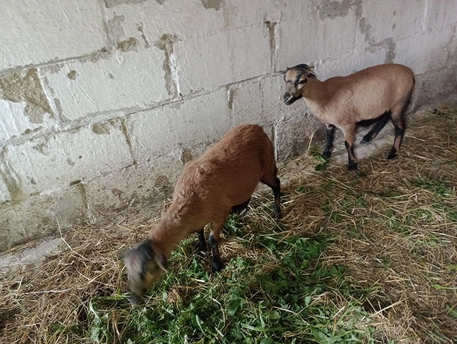 Owce kameruńskie młode