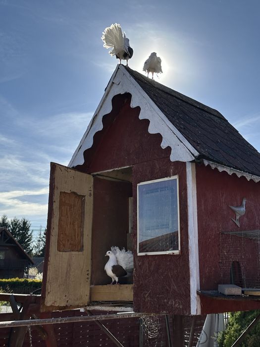 Sprzedam Gołebie pawiki