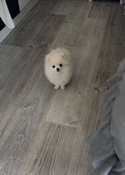 **Nero**Szpic miniaturowy, pomeranian, piesek