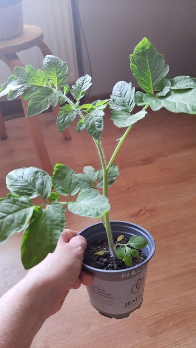 Pomidor, papryka sadzonki nadwyżka