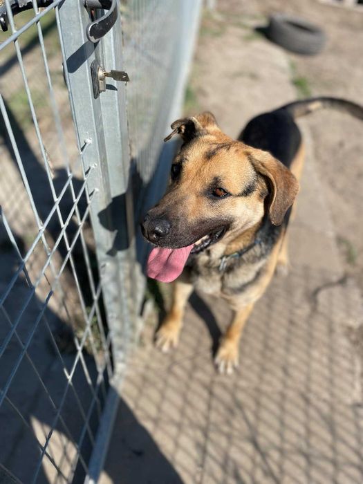 Czaki - młody, duży, wesoły pies