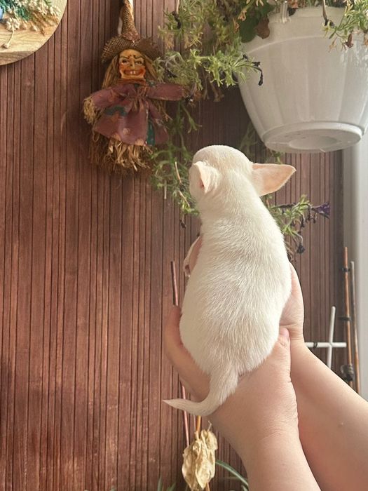 Cudny długowłosy piesek FCI