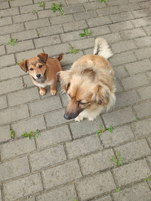 Oddam pieska w dobre ręce