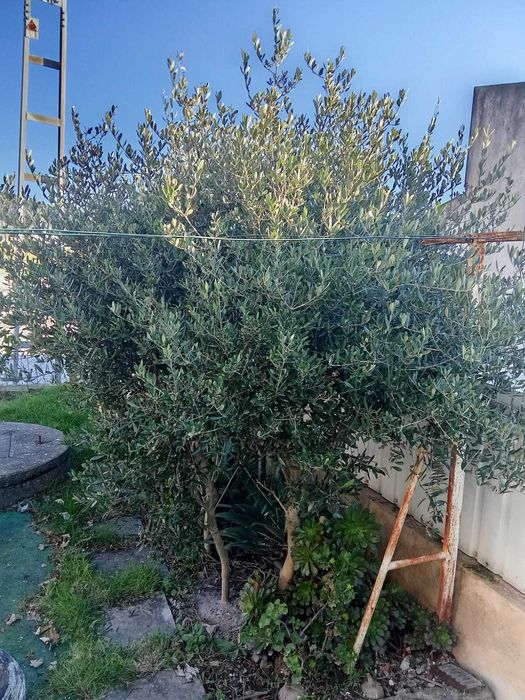 Oliveiras de jardim