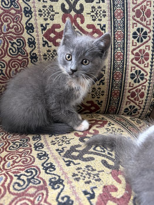 Кошенята шукають родину