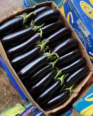 Насіння баклажану КАЗИМІР F1 KAZIMIR (HMC 1404) F1 Семена Баклажана