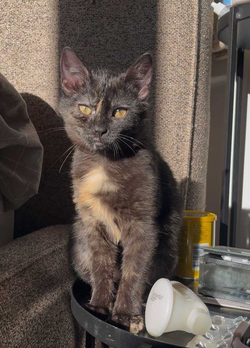 5 mies. koteczka szuka kochającego domu