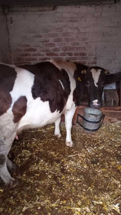 Продається молода КОРОВА
