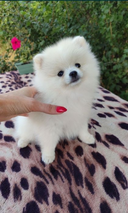 Помернского шпица щенки