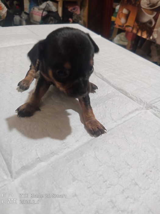 Продам цуценят той терьер 1 місяць