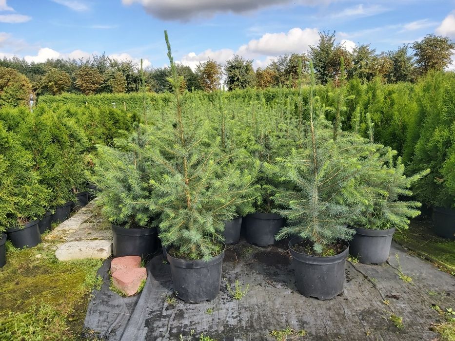 Świerk Serbski 60-70 cm w doniczce c5, 35,00 zł