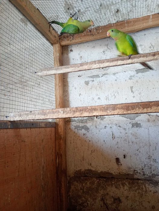 Para papug z 25 roku