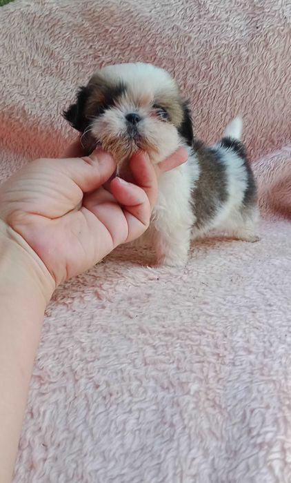 Shih-tzu fêmea mini com LOP