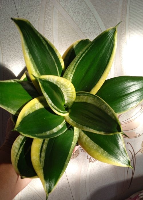 Блек Голд вузьколистий