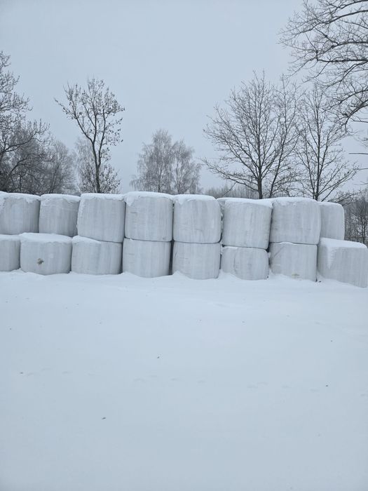 Bele sianokiszonka sorgo i słoma