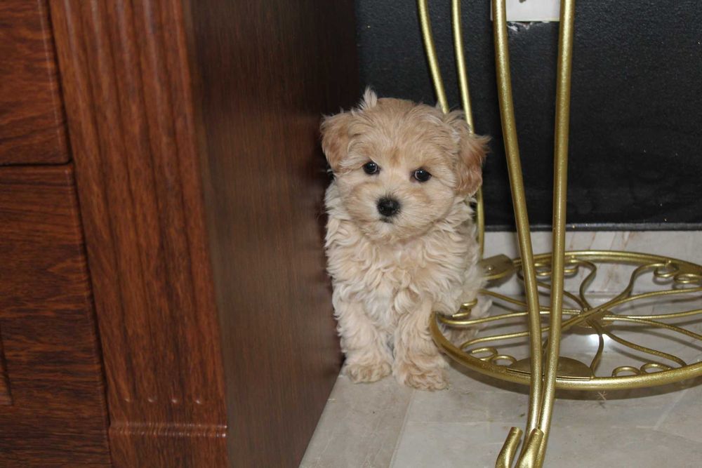Maltipoo Kawowa Latee Suczka Rodowodowa Kręcony Loczek
