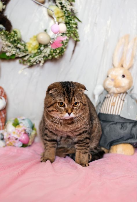 Продаж шотландських котиків