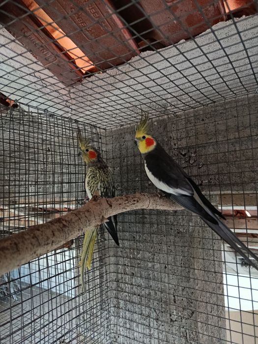 Caturras jovens e adultas