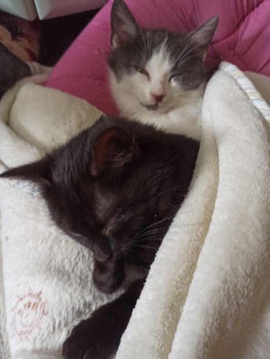 Отдам в добрые руки 1 кошечку