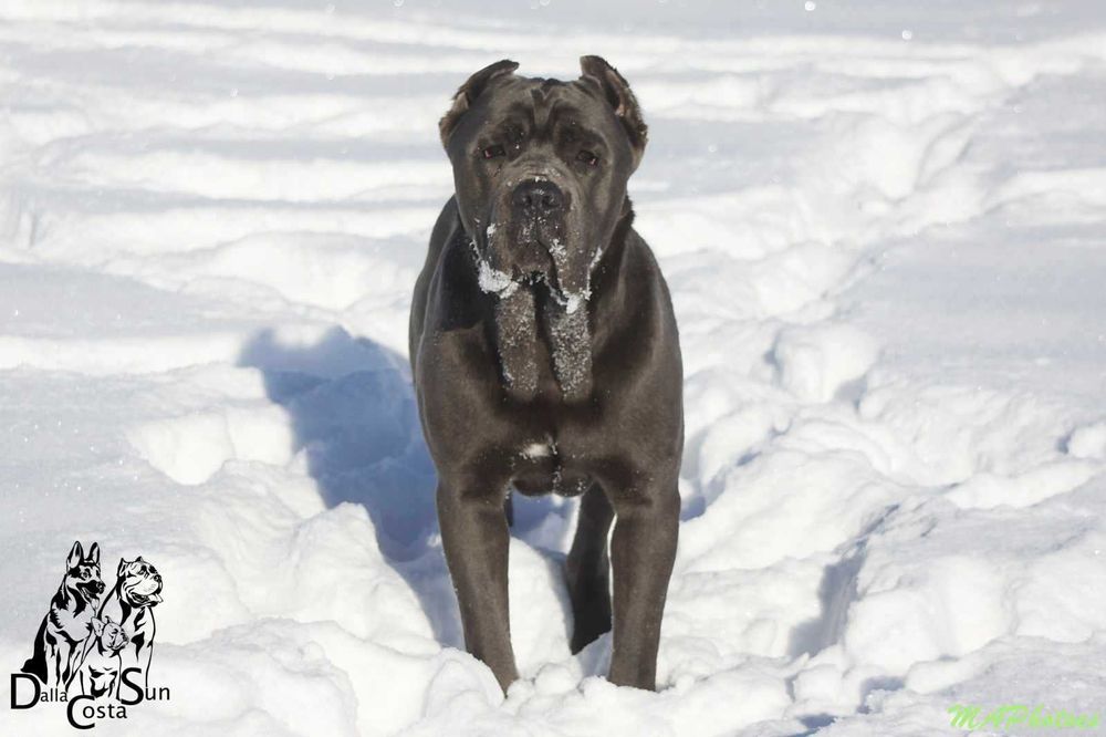 Блакитний кане корсо