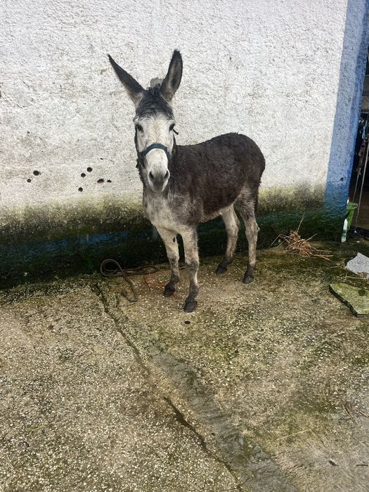 Burrinho manso montado