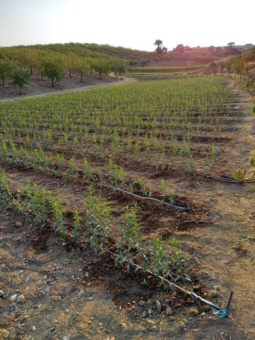 Amendoeiras/oliveiras de viveiro