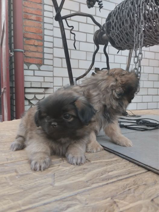 Продам цуценят Пекінесиків