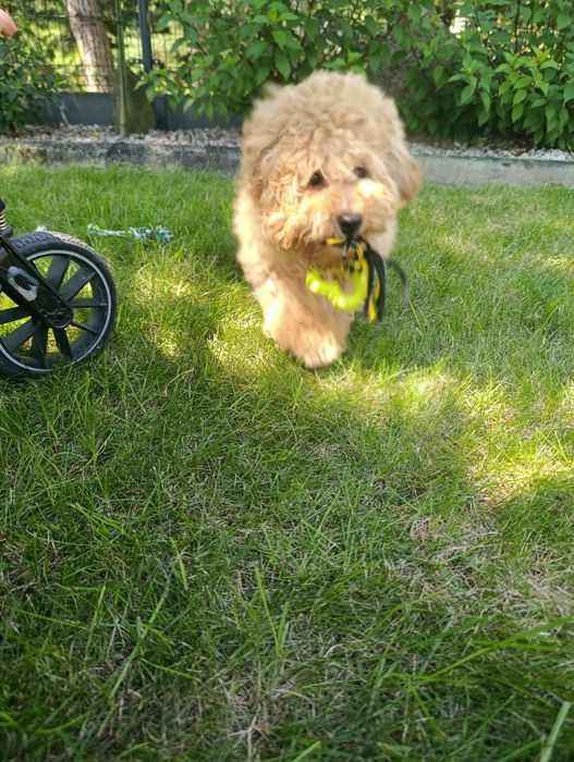 piękna suczka Cavapoo