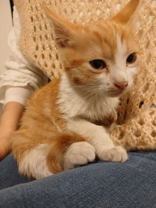 Gato bebe com 2 meses laranja