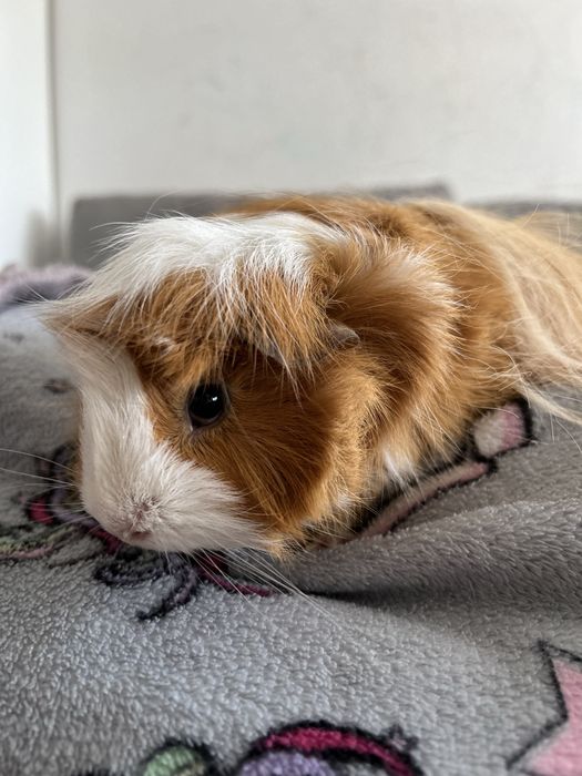 Морська свинка розетка