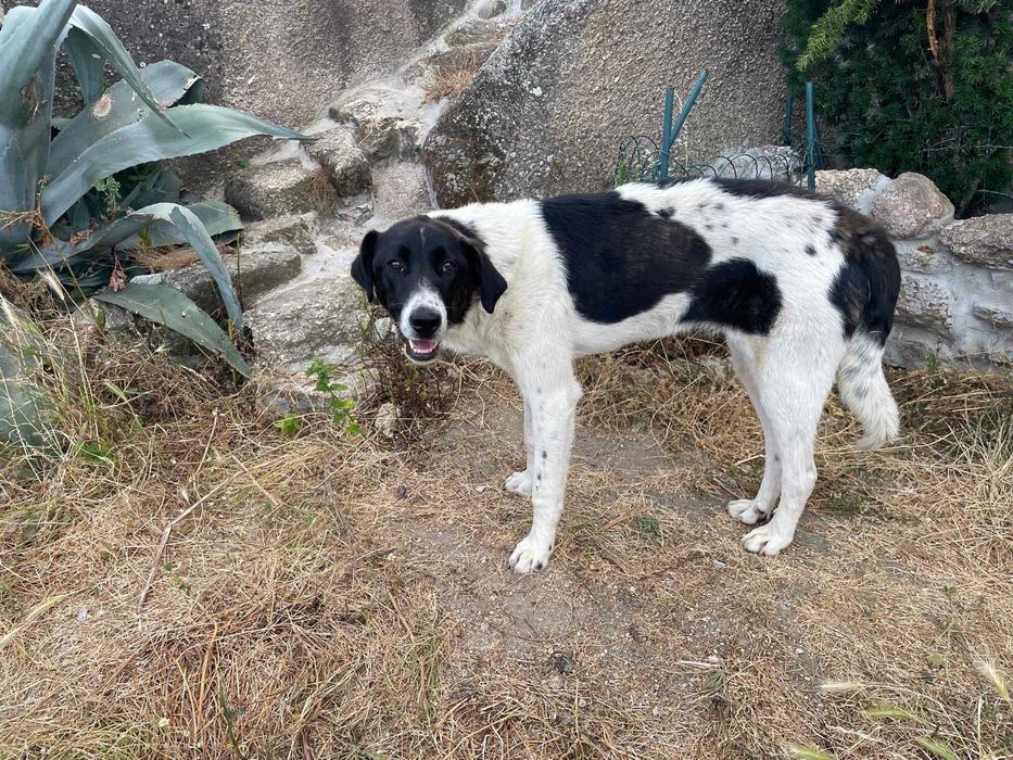 Procura-se novo lar para cão Rafeiro do Alentejo