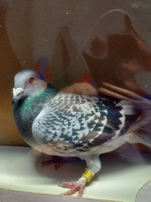 Gołębie pocztowe samice z rozpłodu