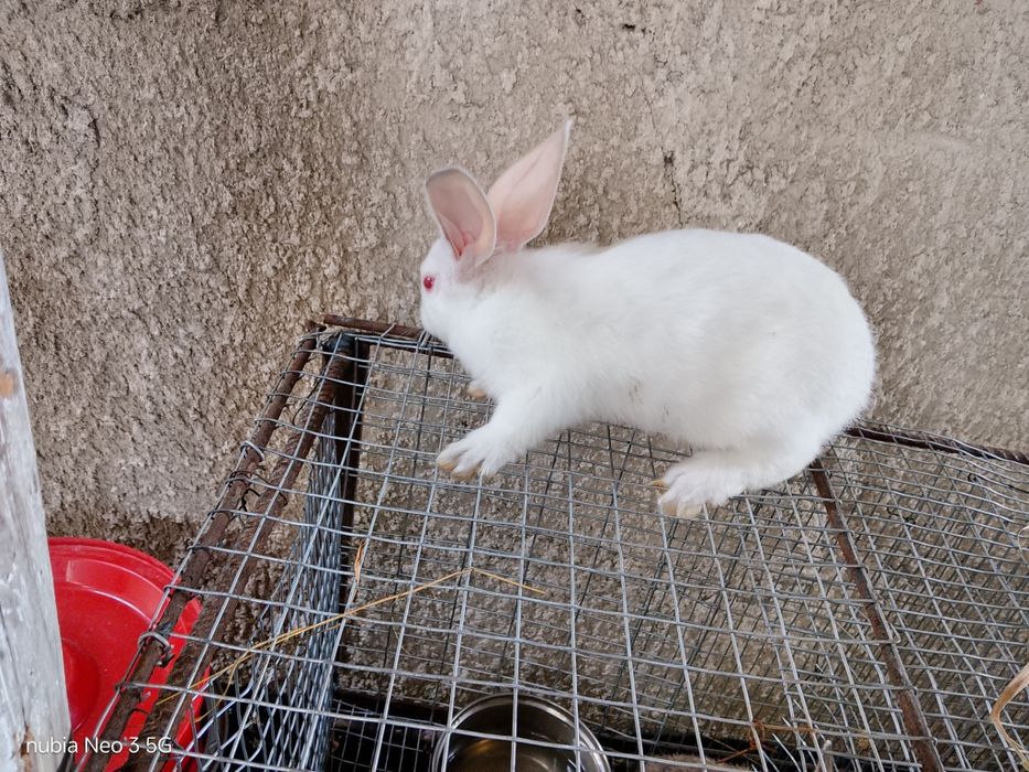 Продаються кролики
